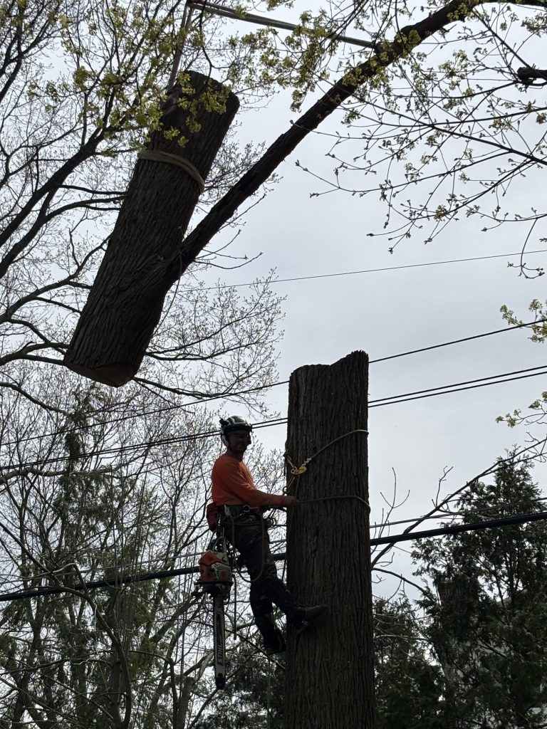 Tree Pros climber lowering a trunk section in a Farmington Hills yard
