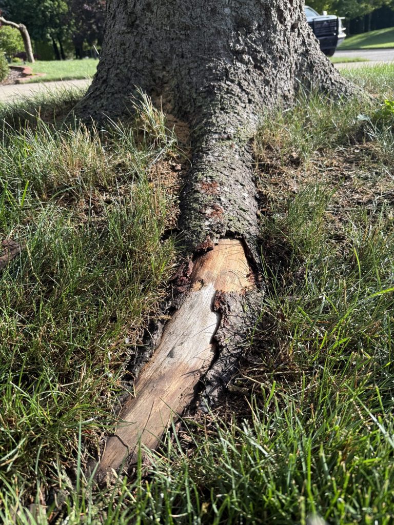 Exposed decay at the root collar of a mature tree