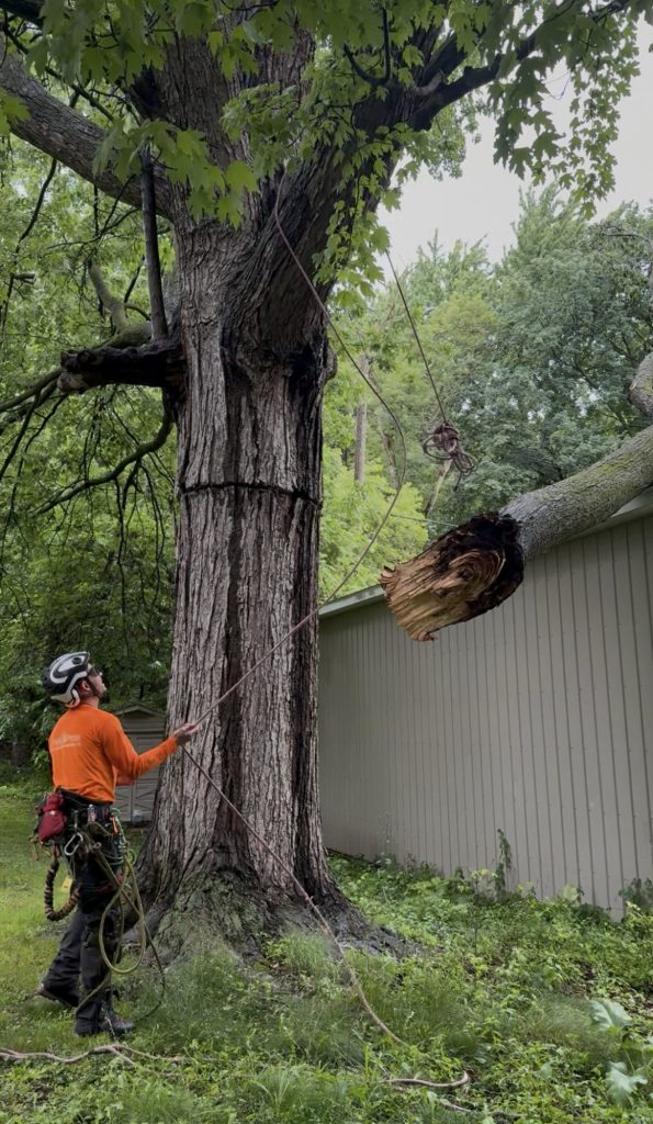 Arborist rigging a failed silver maple limb resting on a garage roof after a Michigan storm