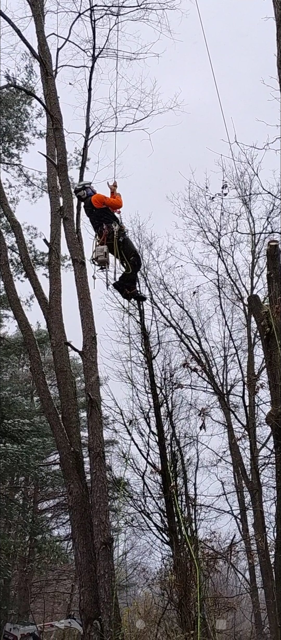 Arborist climbing a bare hardwood during winter tree work in Michigan