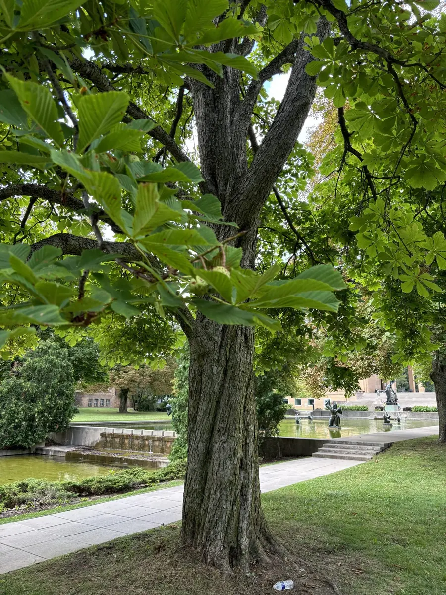 Arborist performing crown reduction on a mature shade tree in Michigan
