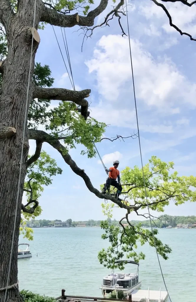 Tree Pros arborist working in a mature oak over a West Bloomfield lake