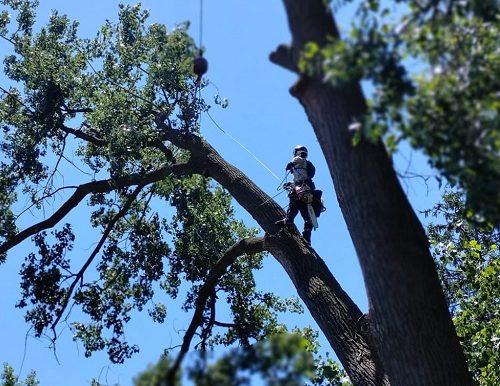 Tree Pros climber pruning a mature tree canopy