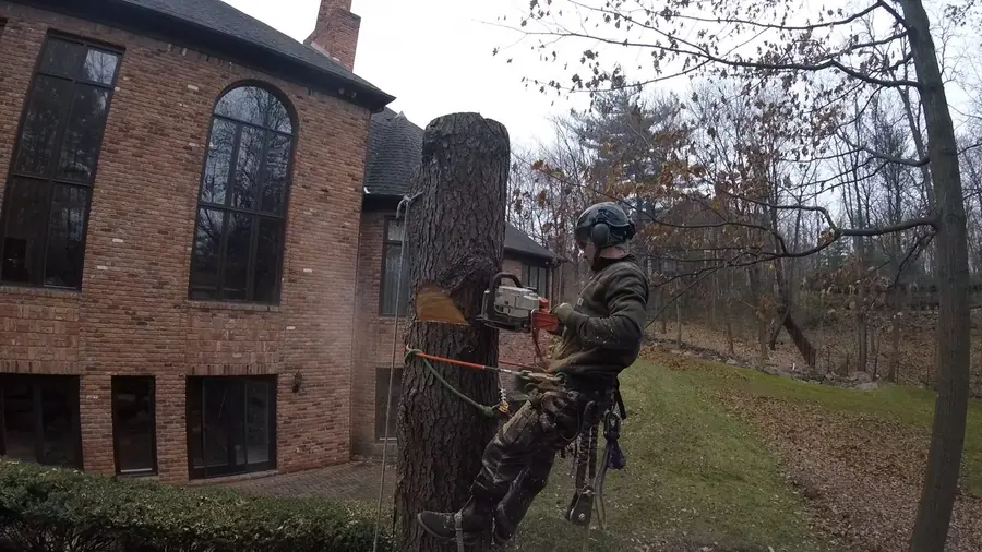 Arborist making a precision cut beside a brick Michigan home during a sectional tree removal