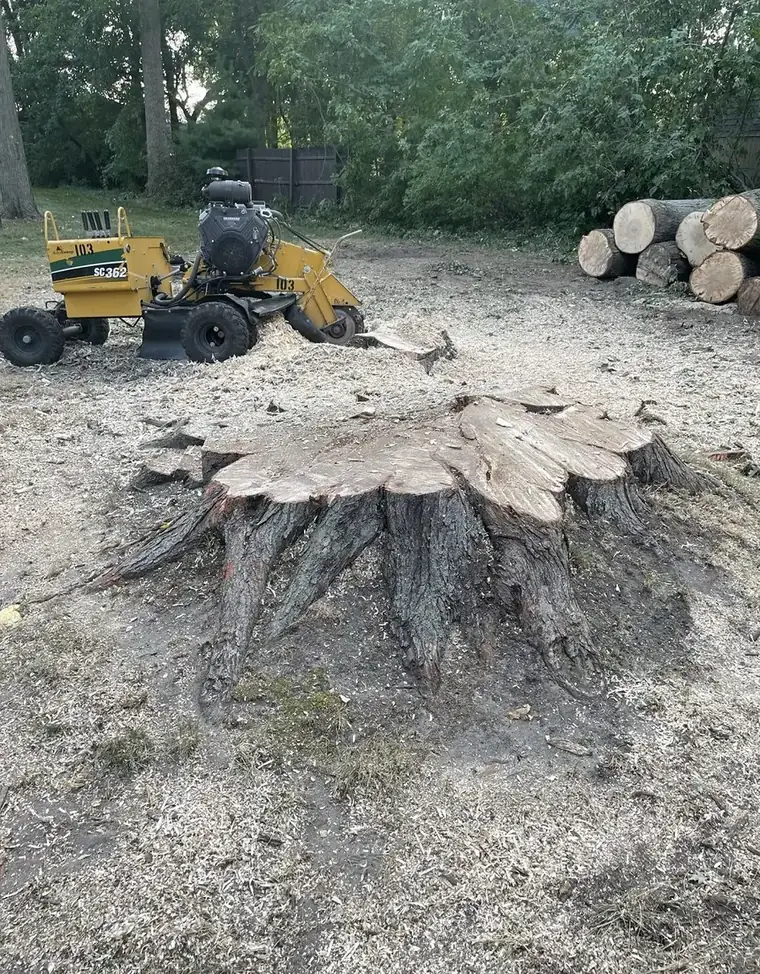 Stump grinder beside a freshly ground hardwood stump