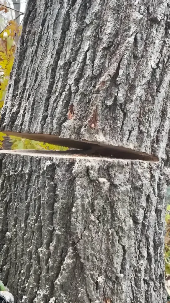 Fresh chainsaw cut through a large hardwood trunk during a sectional tree removal