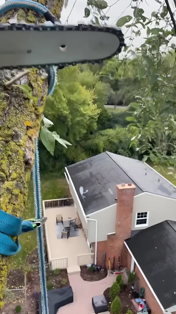 Tree Pros climber tied in above a brick colonial home during a removal