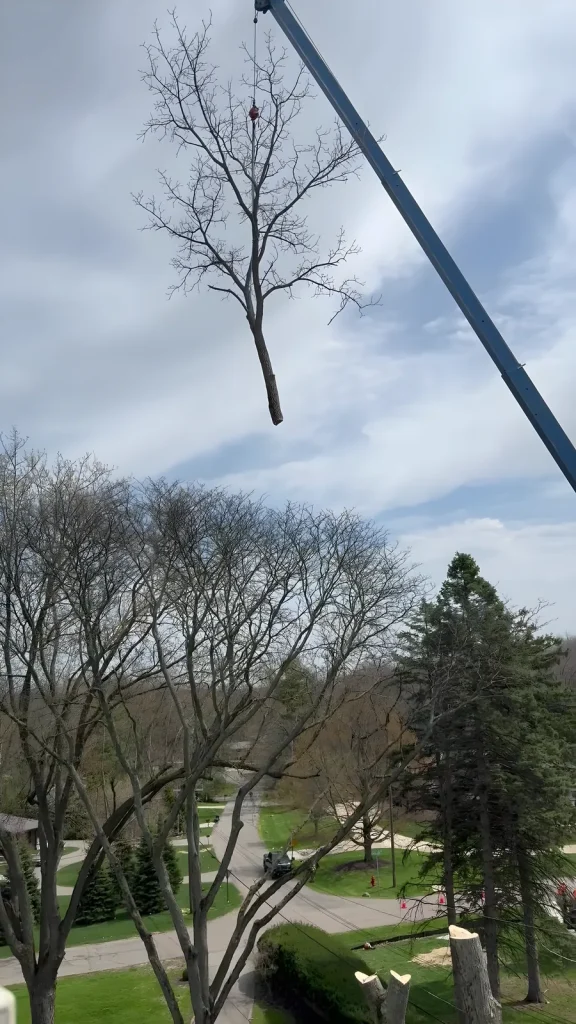 Dead ash tree rigged to a crane line for removal over a Michigan neighborhood
