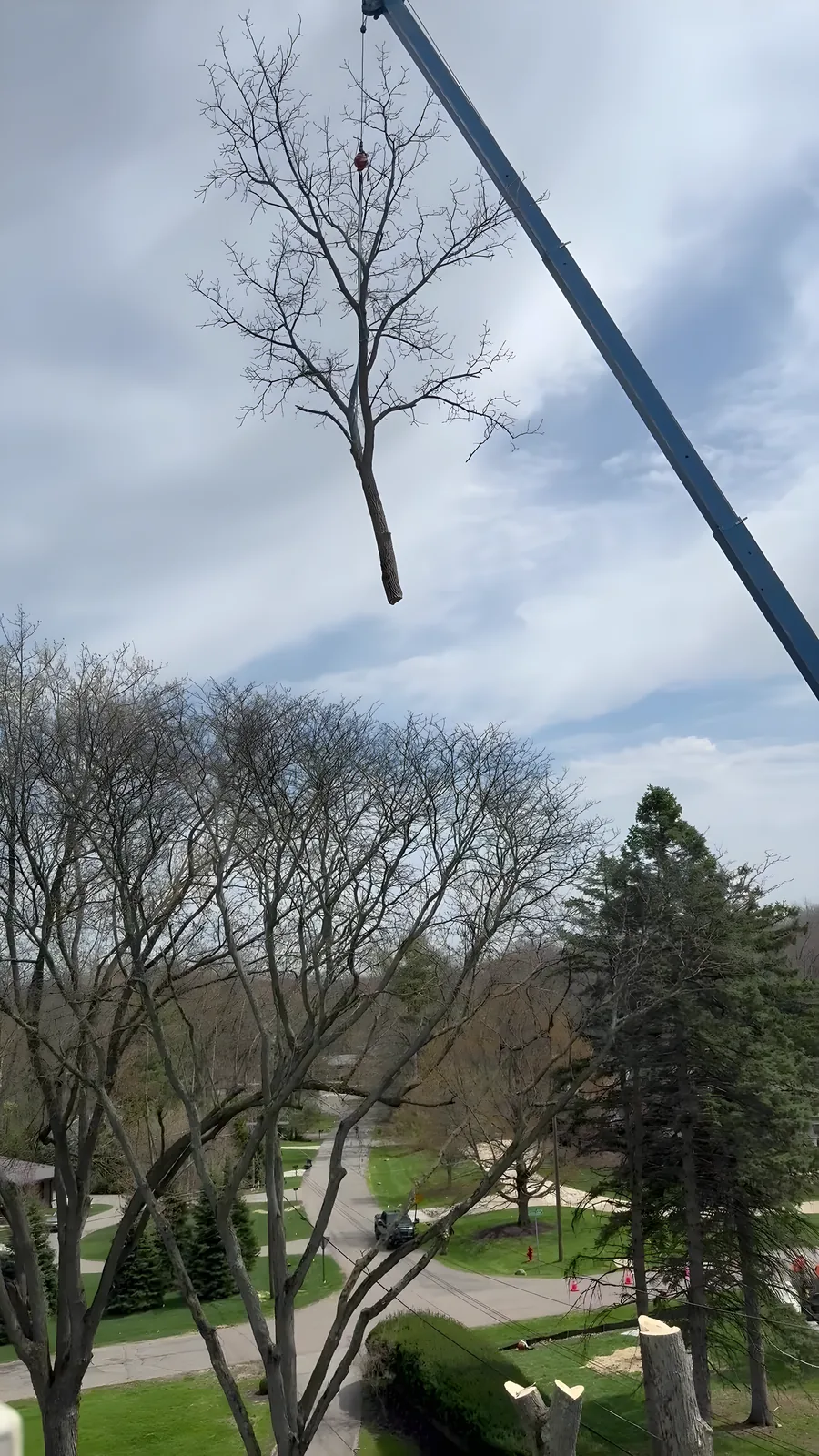 Dead ash tree rigged to a crane line for removal over a Michigan neighborhood