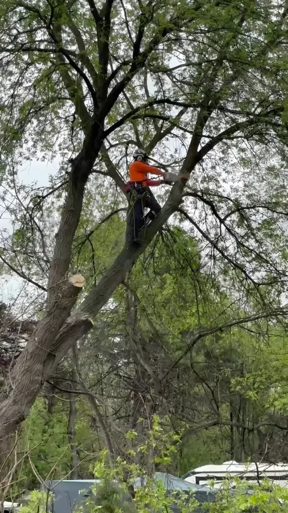 Tree Pros climber pruning a large tree along a rail corridor in Oakland County