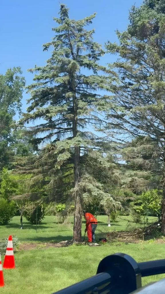 Tree Pros crew member at the base of a tall spruce being removed beside a Michigan home