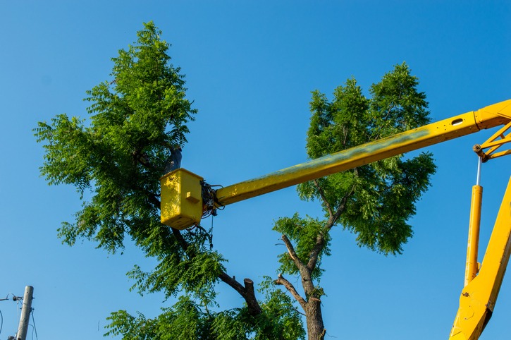Bucket truck boom lift positioned in a tree canopy during pruning work