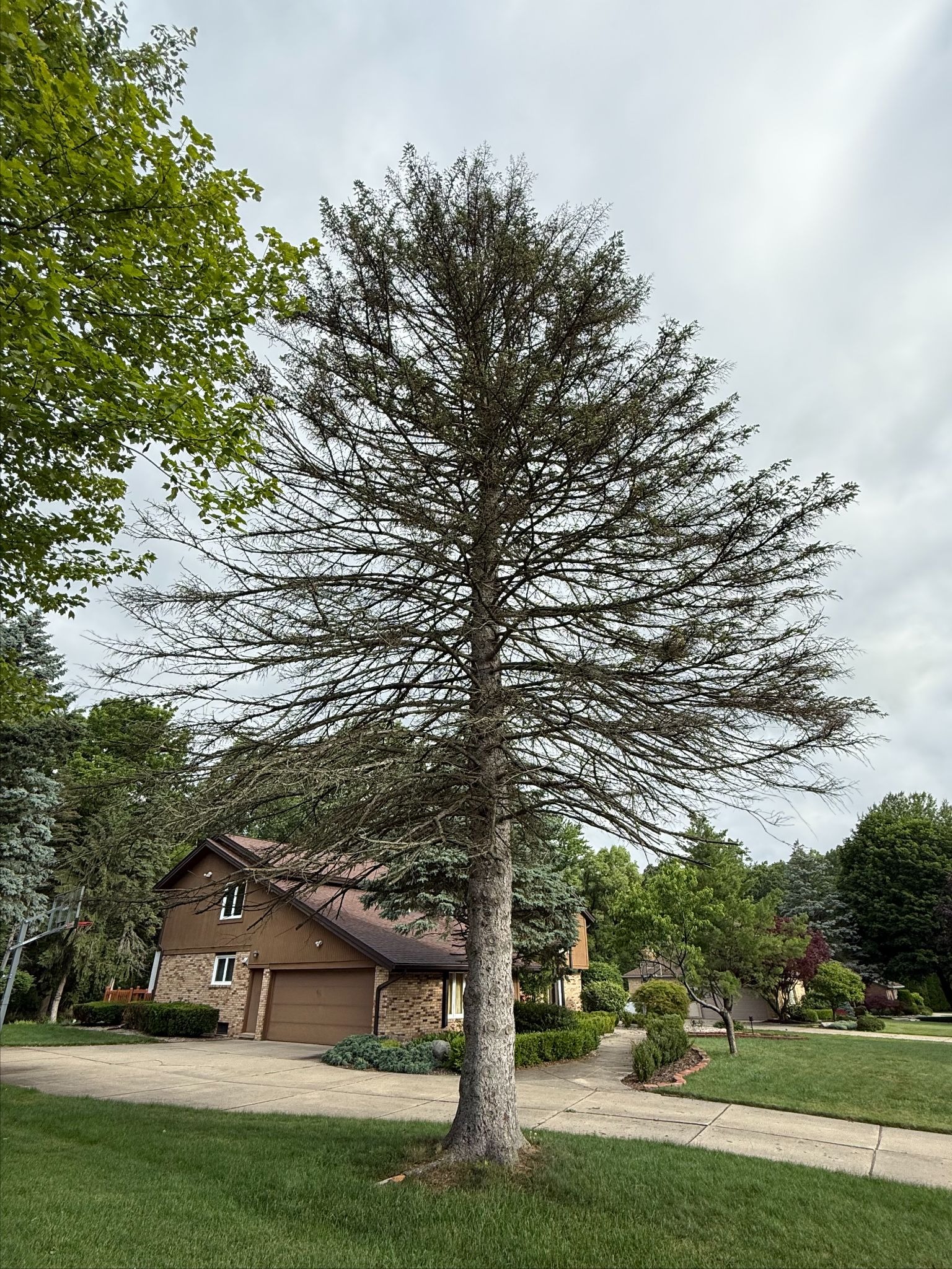 Mature evergreen tree planted near a driveway and sidewalk in a Michigan front yard