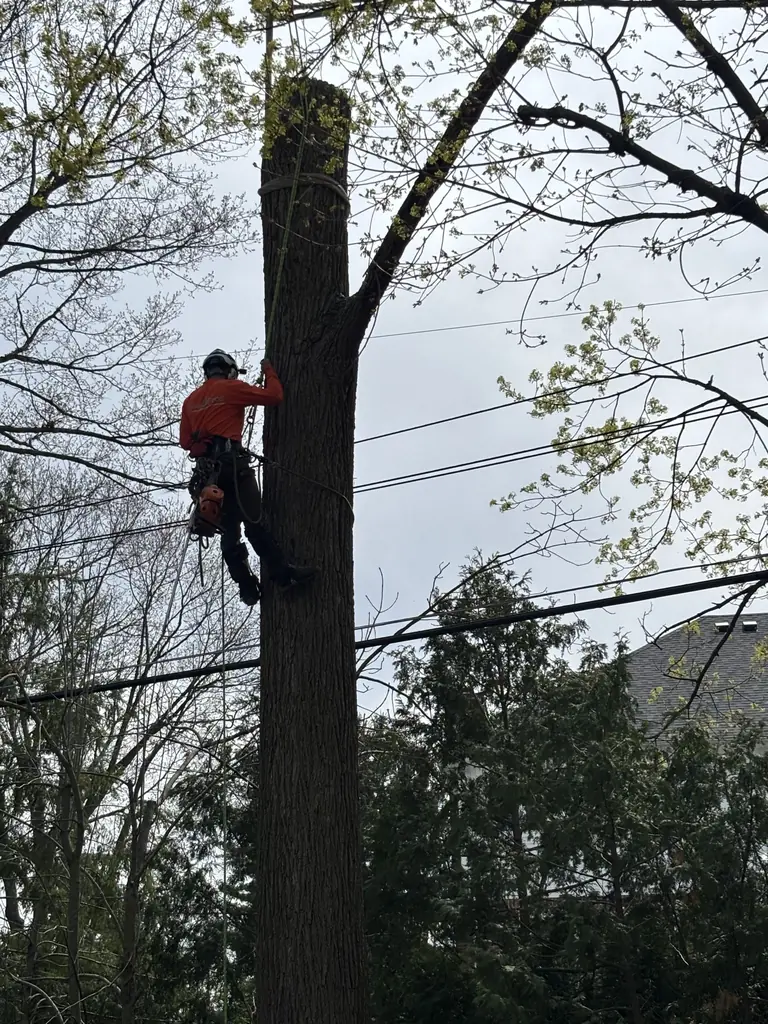 Tree Pros climber taking down a large tree near utility lines in a Troy neighborhood