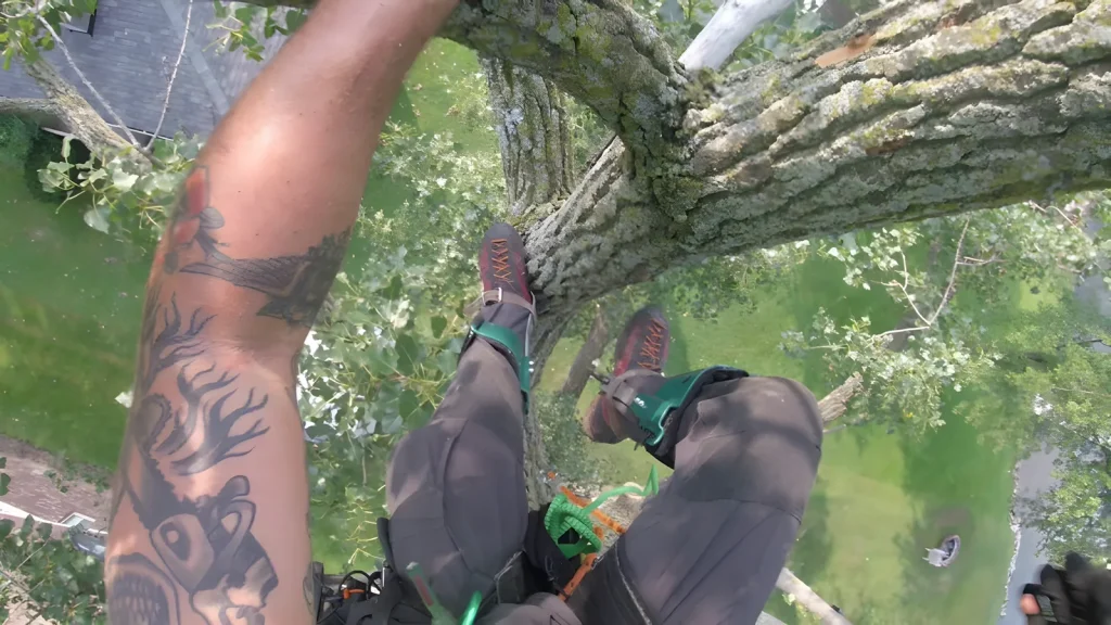 Rob tied in high in an oak canopy during pruning work