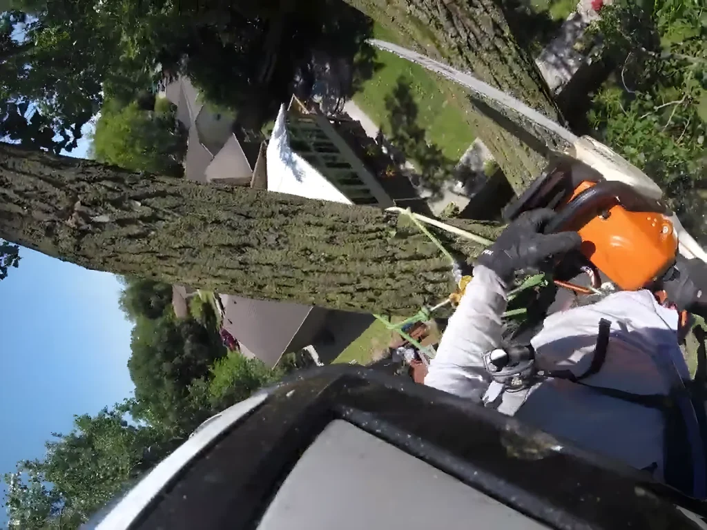 Tree Pros climber rigging a heavy limb from 80 feet up