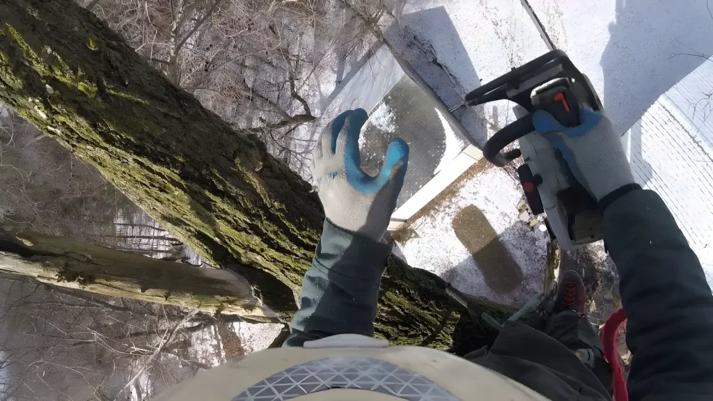 Climber point of view with chainsaw during a winter tree removal in Michigan