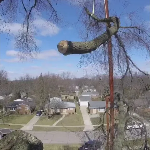 Dead limb hanging from a crane line above a Michigan subdivision during removal