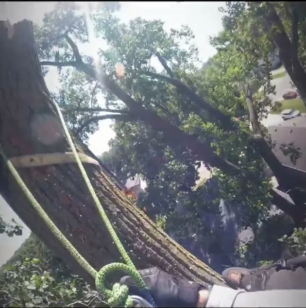 Climber rigging a huge cottonwood trunk section in Fenton, Michigan