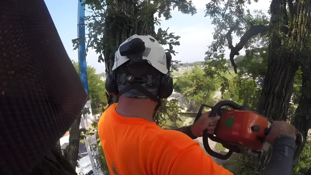 Tree Pros crew member with chainsaw at the base of a massive white oak removal